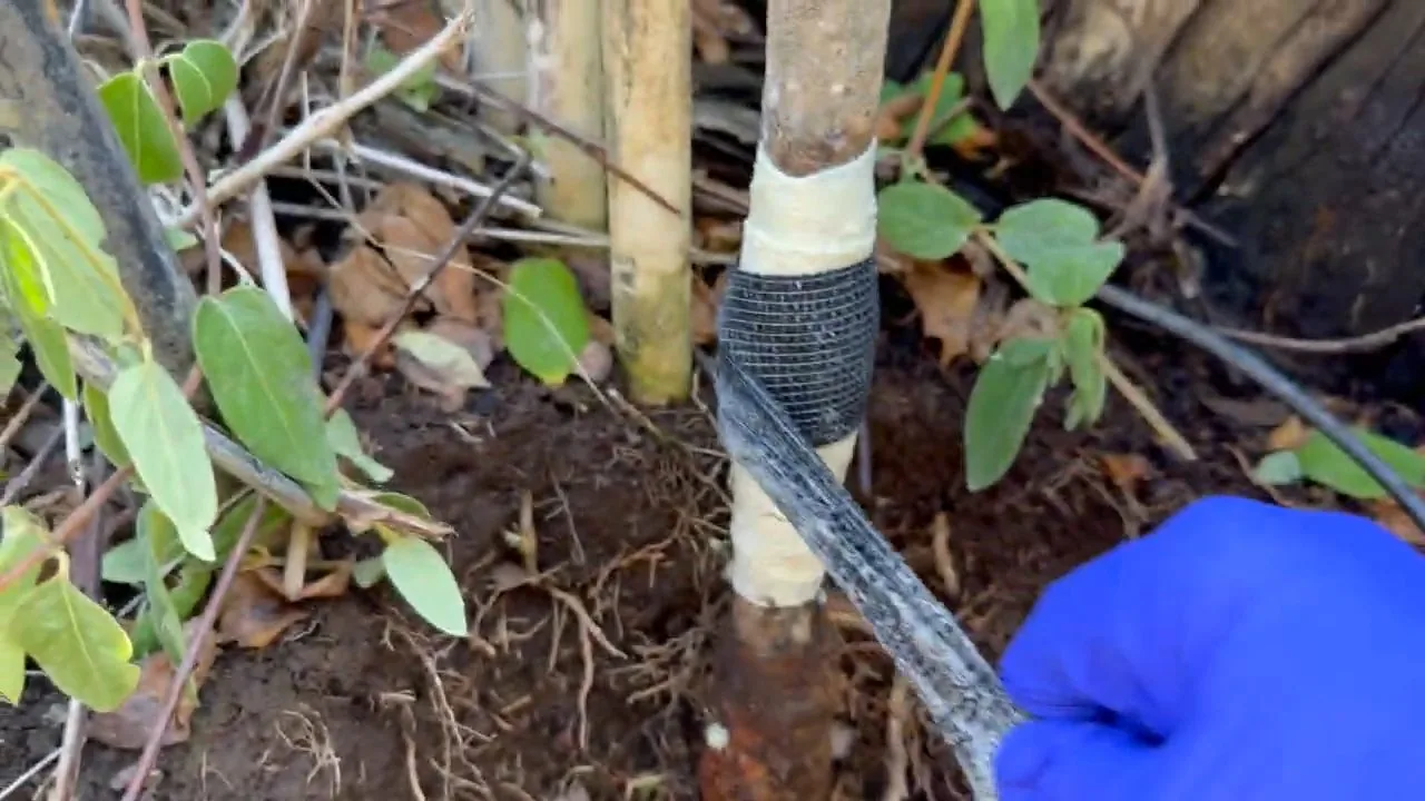 Buried pipe wrapped in repair tape beside plant stems in a garden bed
