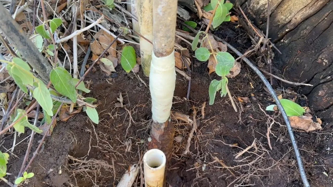 Rusted pipe in a planting bed with roots and plant stems wrapped around it